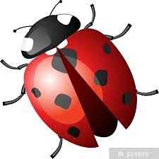 Grafika #2: Owady i kwiaty