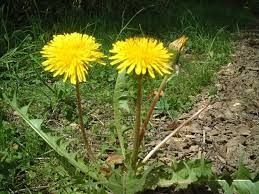  Grafika #4: Owady i kwiaty