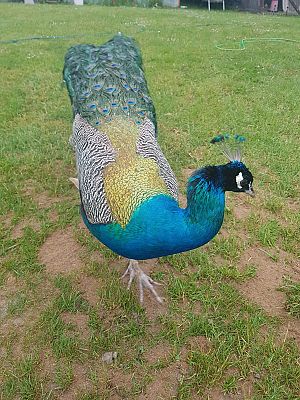  Grafika #1: Galeria przedszkolaków