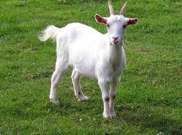 Grafika #2: Co słychać wiosną na wsi?