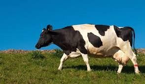 Grafika #1: Co słychać wiosną na wsi?