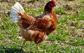 Grafika #3: Co słychać wiosną na wsi?