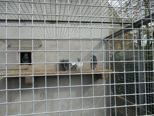  Grafika #9: Odwiedziny w Schronisku dla zwierząt w Małoszycach