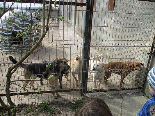  Grafika #11: Odwiedziny w Schronisku dla zwierząt w Małoszycach