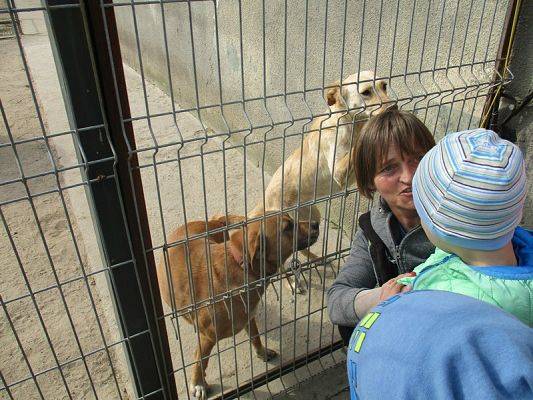  Grafika #12: Odwiedziny w Schronisku dla zwierząt w Małoszycach