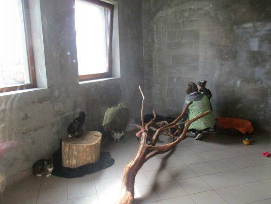  Grafika #13: Odwiedziny w Schronisku dla zwierząt w Małoszycach