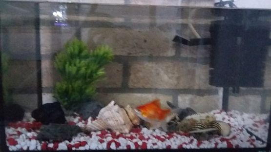  Grafika #1: Nasza rybka