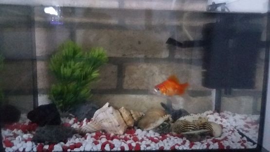  Grafika #0: Nasza rybka